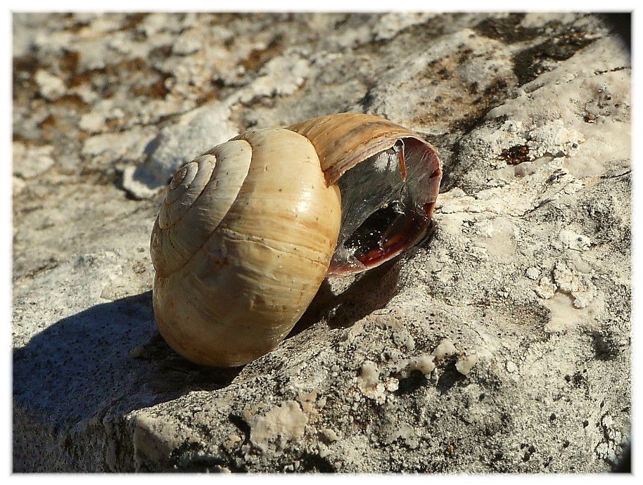 cernuella virgata....??????